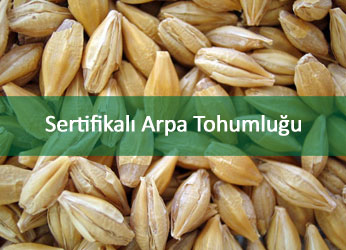 SERTFKALI ARPA TOHUMLUU