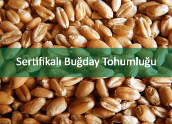 SERTFKALI BUDAY TOHUMLUU