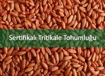 SERTFKALI TRTKALE TOHUMLUU